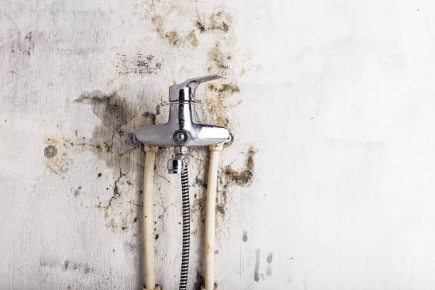 Office Mold Removal Services in Clarendon, AR