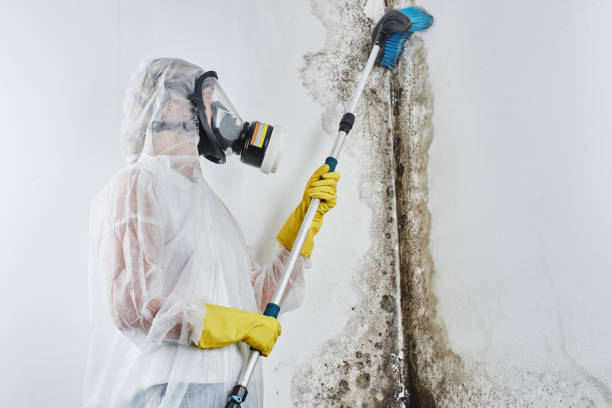 Best Certified Mold Removal  in Clendon, AR