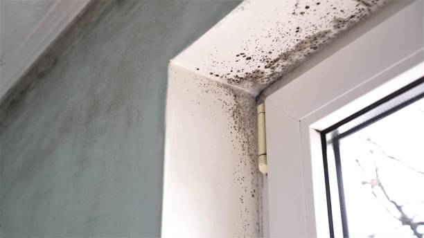 Best Professional Mold Removal  in Clendon, AR