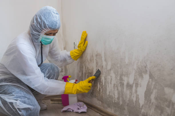 Best Office Mold Removal Services  in Clendon, AR
