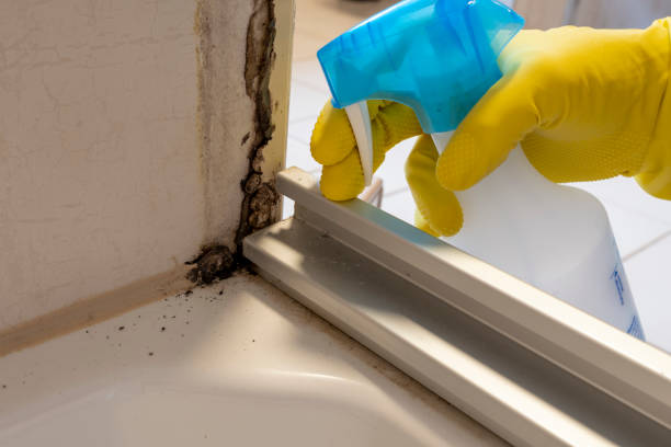 Best Residential Mold Removal  in Clendon, AR