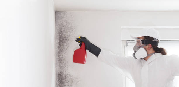 Best Toxic Mold Removal  in Clendon, AR
