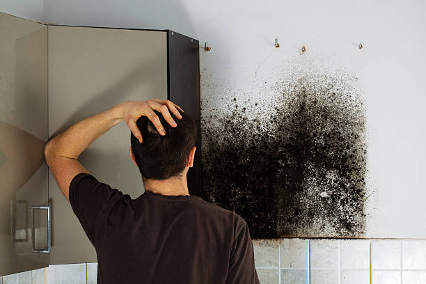 Certified Mold Removal in Clarendon, AR